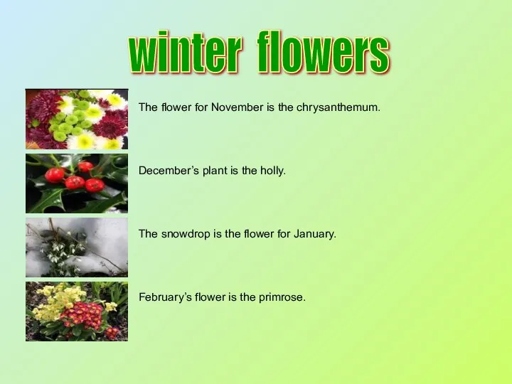 winter flowers