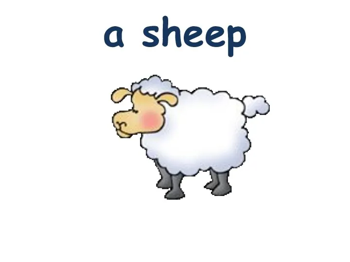 a sheep