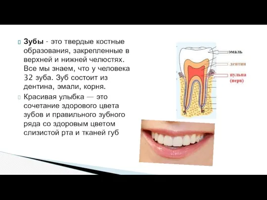 Зубы - это твердые костные образования, закрепленные в верхней и нижней