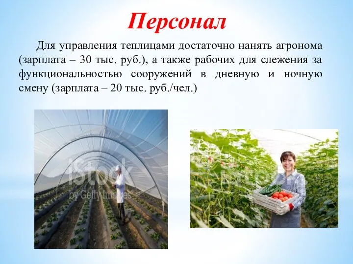 Для управления теплицами достаточно нанять агронома (зарплата – 30 тыс. руб.),