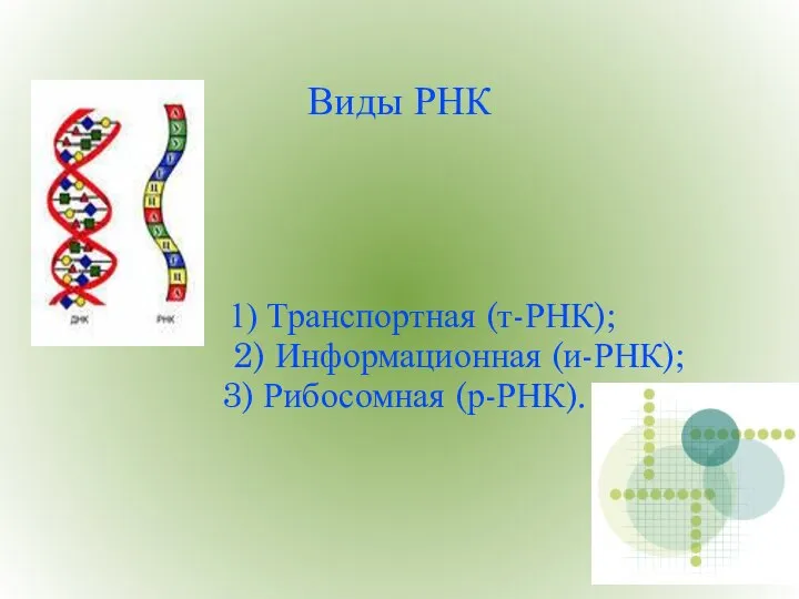 Виды РНК 1) Транспортная (т-РНК); 2) Информационная (и-РНК); 3) Рибосомная (р-РНК).