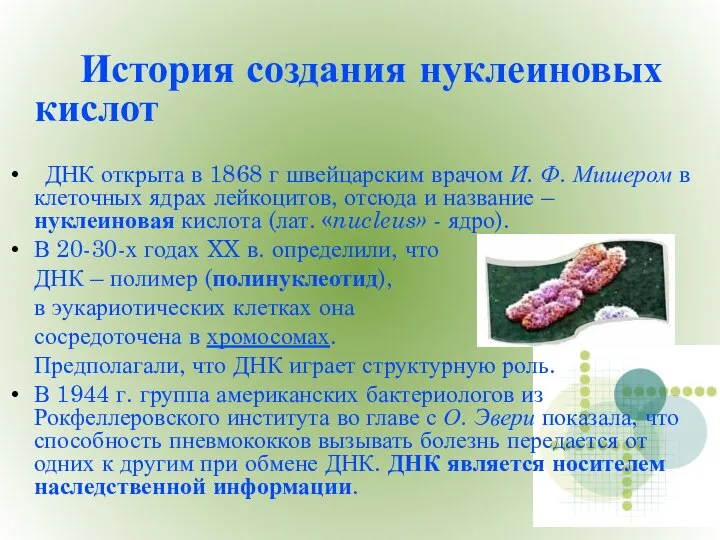 История создания нуклеиновых кислот ДНК открыта в 1868 г швейцарским врачом