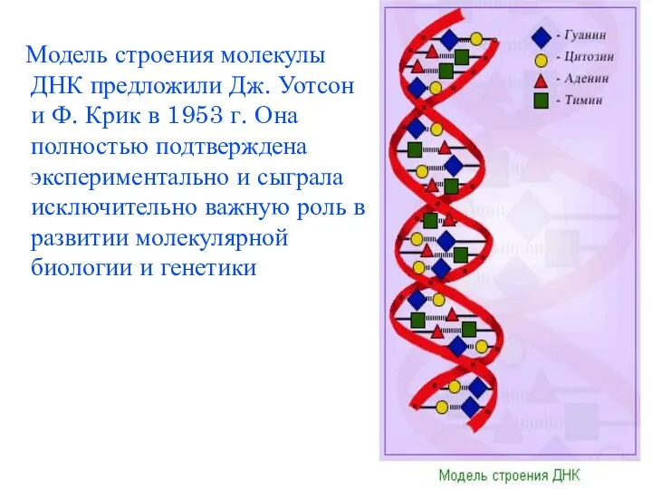 Модель строения молекулы ДНК предложили Дж. Уотсон и Ф. Крик в