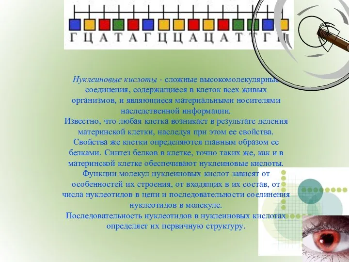 Нуклеиновые кислоты - сложные высокомолекулярные соединения, содержащиеся в клеток всех живых