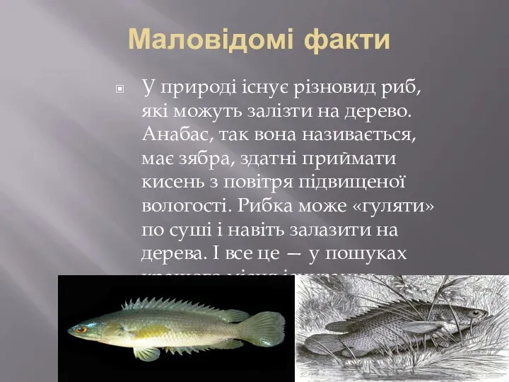 Маловідомі факти У природі існує різновид риб, які можуть залізти на