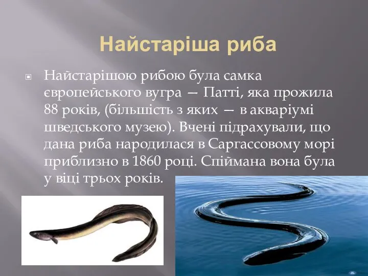 Найстаріша риба Найстарішою рибою була самка європейського вугра — Патті, яка