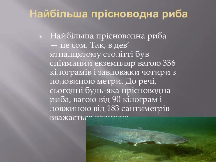 Найбільша прісноводна риба Найбільша прісноводна риба — це сом. Так, в