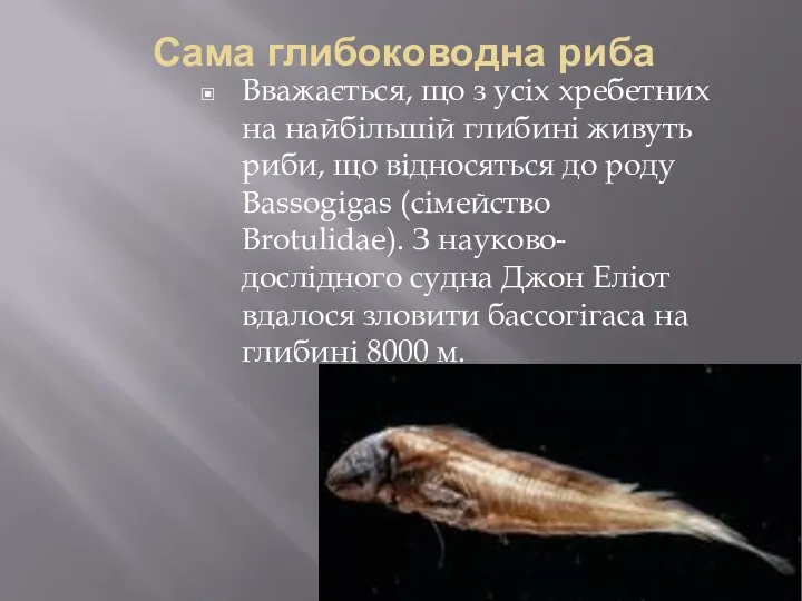 Сама глибоководна риба Вважається, що з усіх хребетних на найбільшій глибині