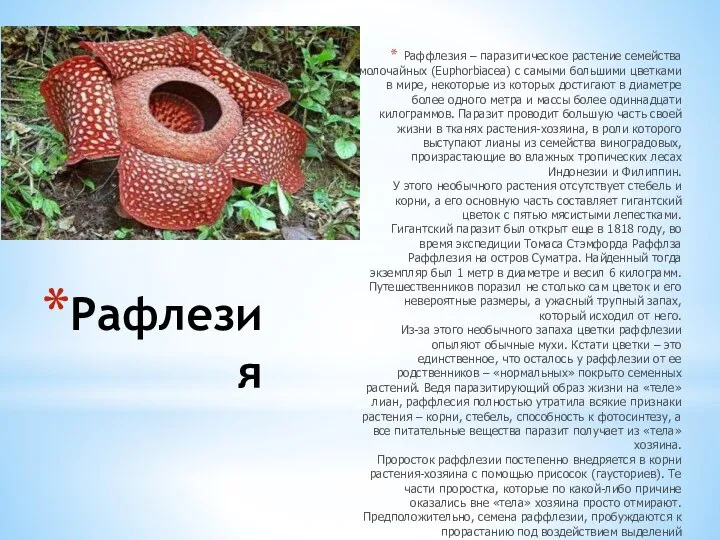 Рафлезия Раффлезия – паразитическое растение семейства молочайных (Euphorbiacea) с самыми большими