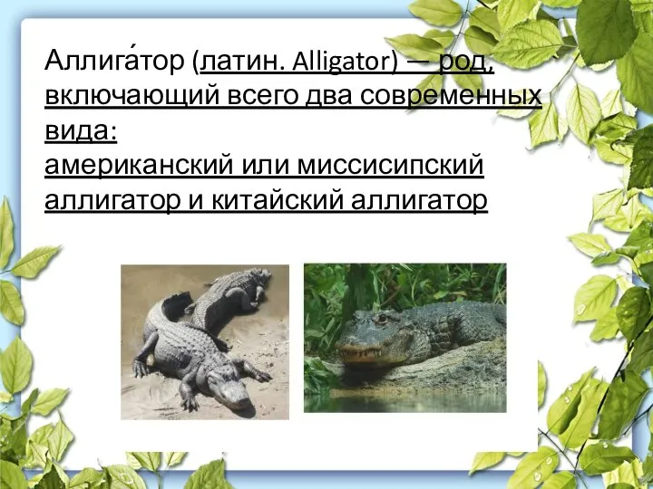 Аллига́тор (латин. Alligator) — род, включающий всего два современных вида: американский