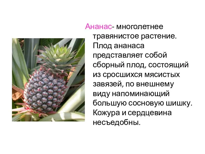 Ананас- многолетнее травянистое растение. Плод ананаса представляет собой сборный плод, состоящий