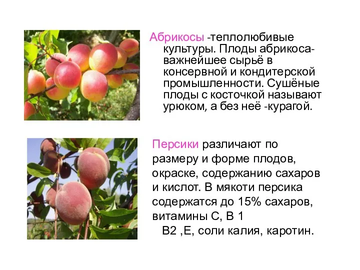 Абрикосы -теплолюбивые культуры. Плоды абрикоса-важнейшее сырьё в консервной и кондитерской промышленности.