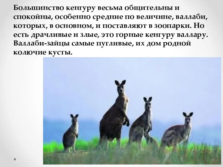 Большинство кенгуру весьма общительны и спокойны, особенно средние по величине, валлаби,