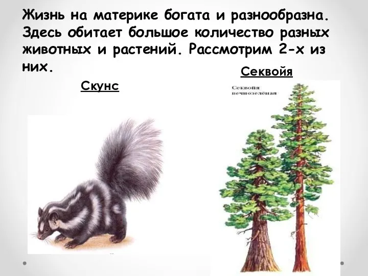 Жизнь на материке богата и разнообразна. Здесь обитает большое количество разных