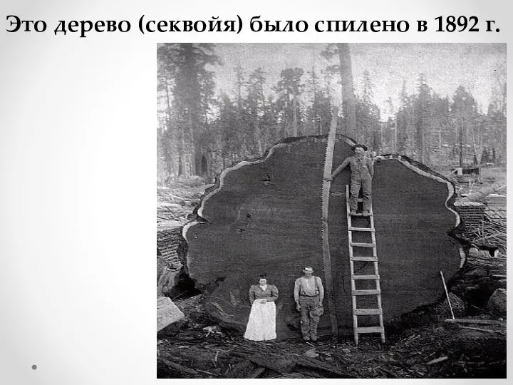 Это дерево (секвойя) было спилено в 1892 г.