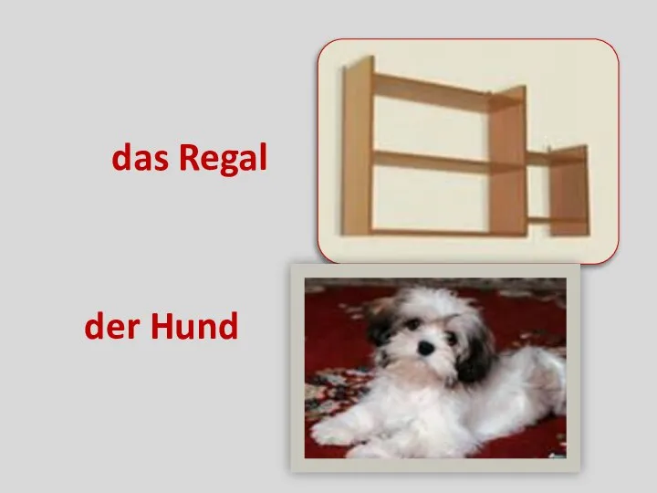 das Regal der Hund