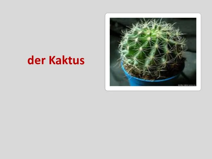 der Kaktus