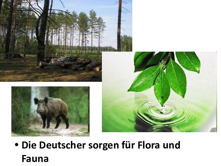 Die Deutscher sorgen für Flora und Fauna