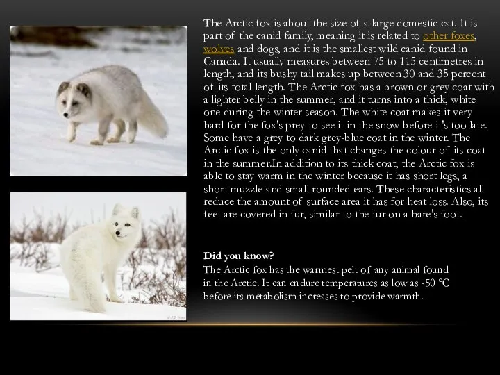 The Arctic fox is about the size of a large domestic