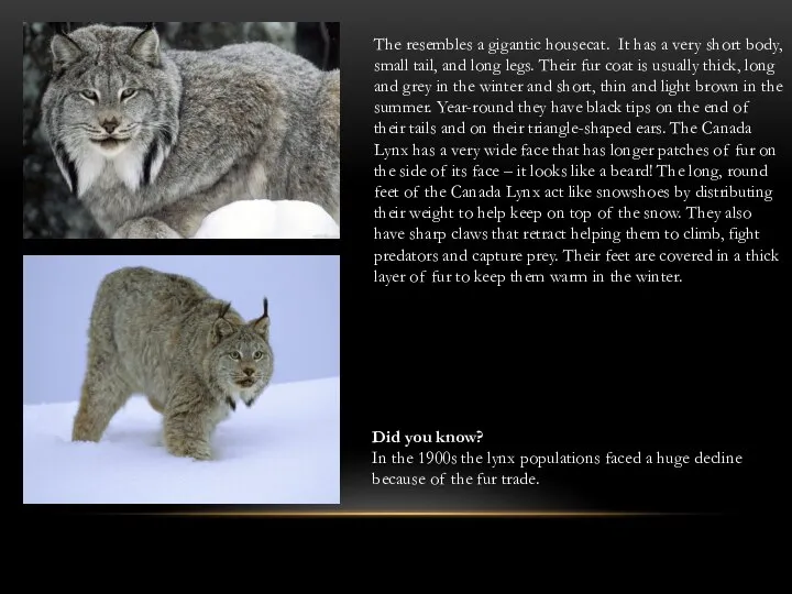 The resembles a gigantic housecat. It has a very short body,