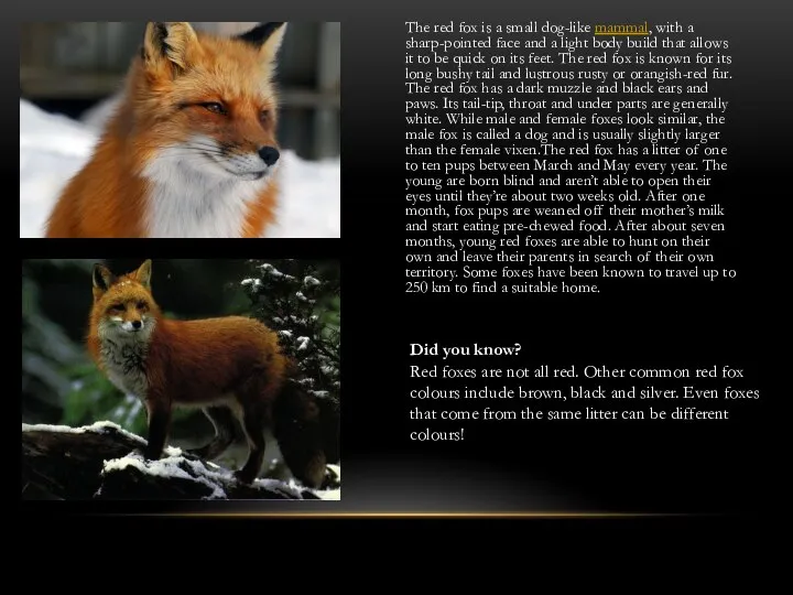 The red fox is a small dog-like mammal, with a sharp-pointed