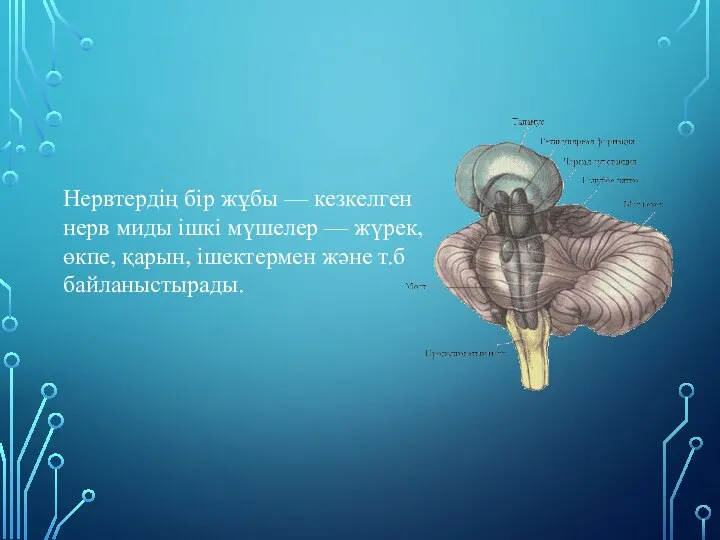 Нервтердің бір жұбы — кезкелген нерв миды ішкі мүшелер — жүрек,