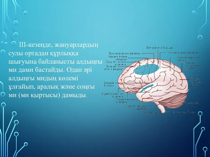 ІІІ-кезеңде, жануарлардың сулы ортадан құрлыққа шығуына байланысты алдыңғы ми дами бастайды.