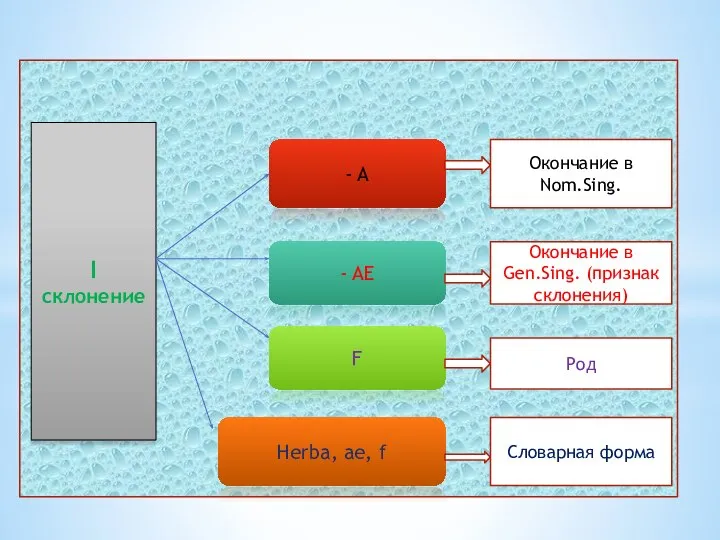 I склонение - A - AE F Herba, ae, f Окончание