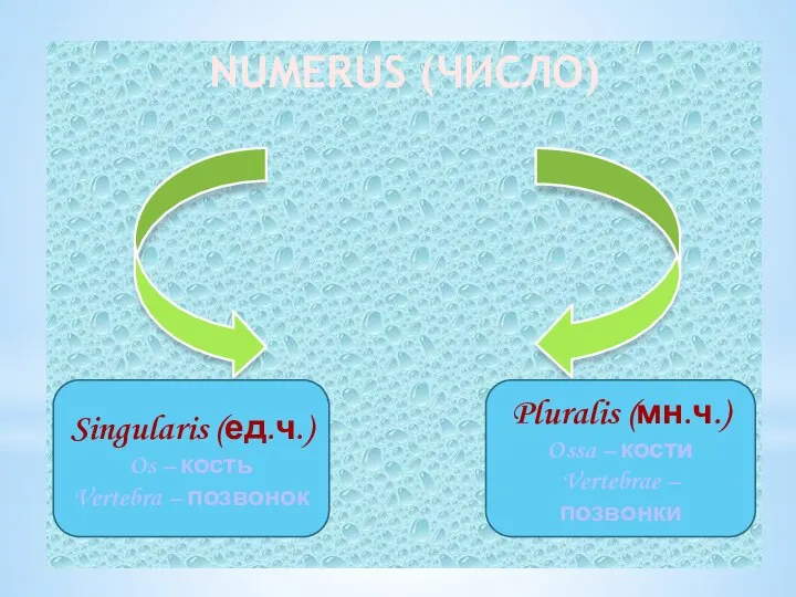 NUMERUS (ЧИСЛО) Singularis (ед.ч.) Os – кость Vertebra – позвонок Pluralis