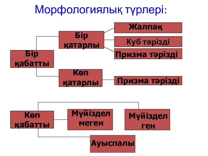 Морфологиялық түрлері: Бір қабатты Көп қабатты Бір қатарлы Көп қатарлы Мүйізделген