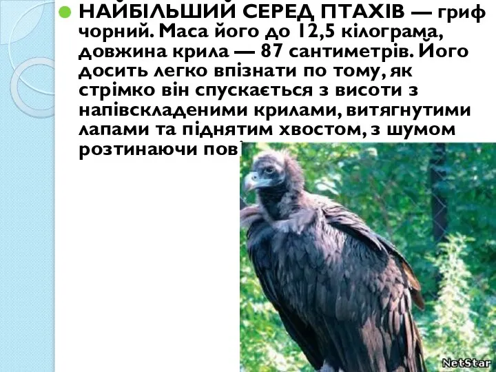 НАЙБІЛЬШИЙ СЕРЕД ПТАХІВ — гриф чорний. Маса його до 12,5 кілограма,