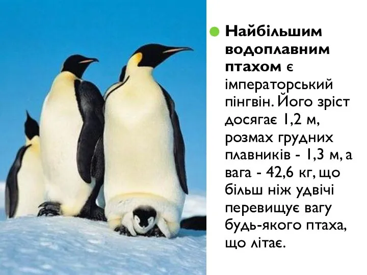 Найбільшим водоплавним птахом є імператорський пінгвін. Його зріст досягає 1,2 м,