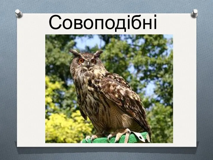 Совоподібнi