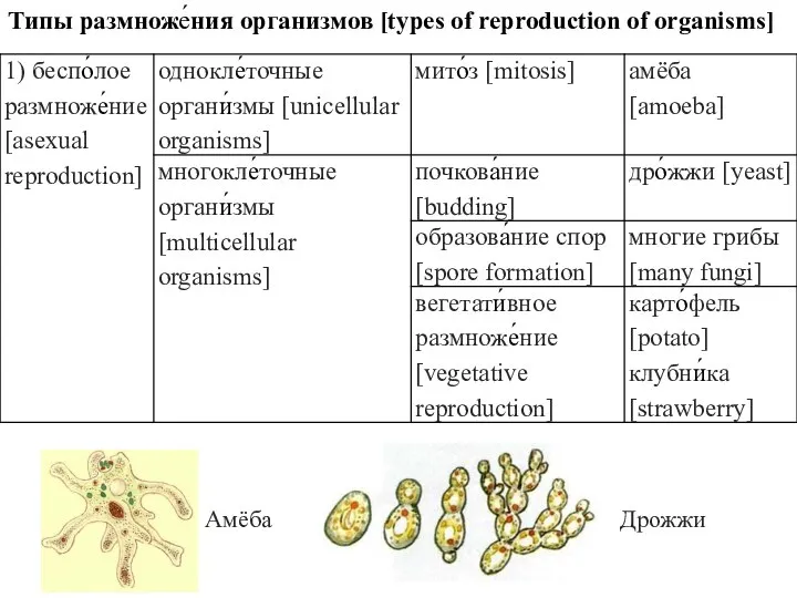 Размножение, гаметогенез