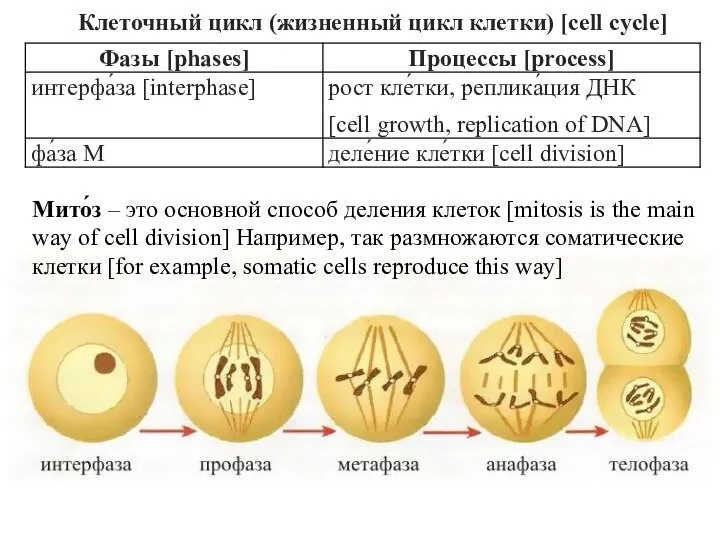 Клеточный цикл (жизненный цикл клетки) [cell cycle] Мито́з – это основной