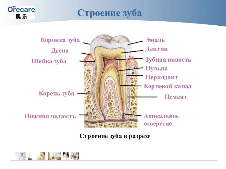 Строение зуба Коронка зуба Десна Шейка зуба Корень зуба Нижняя челюсть