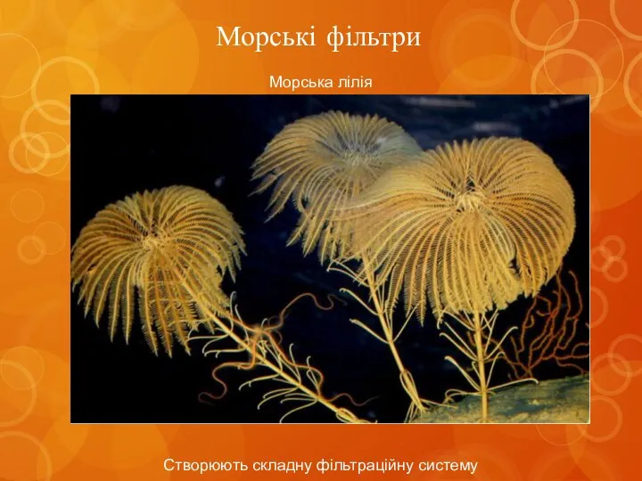 Морські фільтри Морська лілія Створюють складну фільтраційну систему