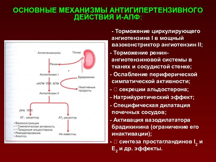 - Торможение циркулирующего ангиотензина I в мощный вазоконстриктор ангиотензин II; Торможение