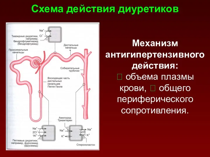 Схема действия диуретиков Механизм антигипертензивного действия: ⭣ объема плазмы крови, ⭣ общего периферического сопротивления.