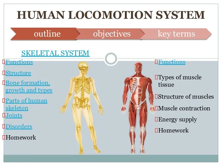 Human locomotion system