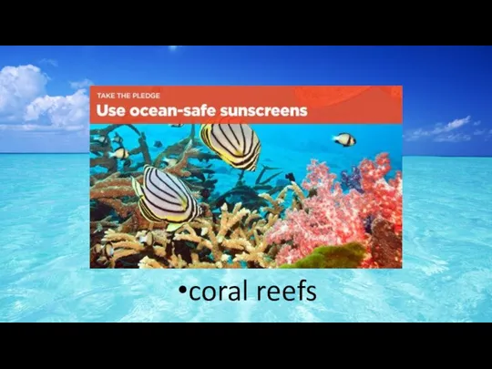 coral reefs