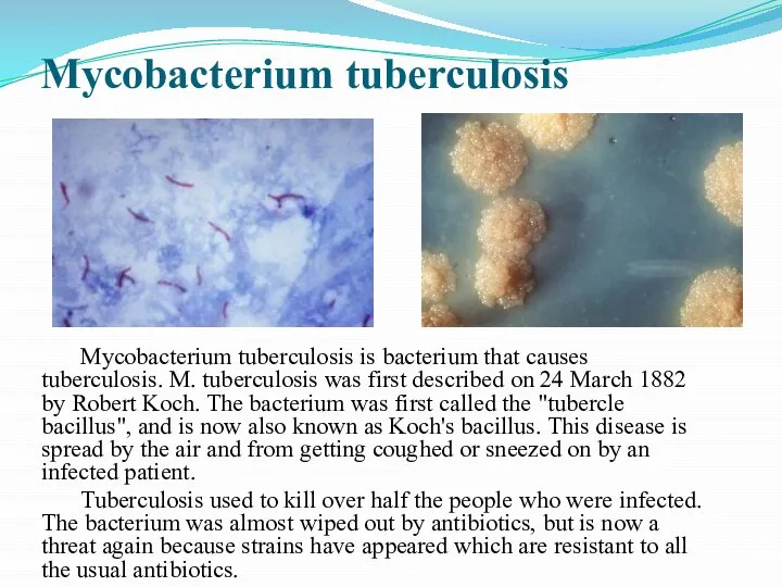 Mycobacterium tuberculosis Mycobacterium tuberculosis is bacterium that causes tuberculosis. M. tuberculosis