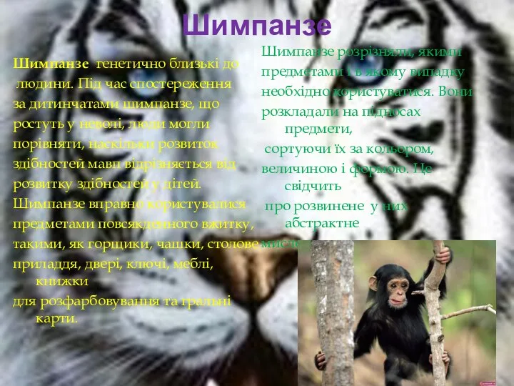 Шимпанзе Шимпанзе генетично близькі до людини. Під час спостереження за дитинчатами