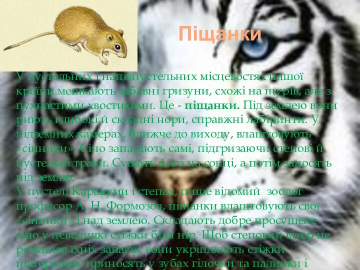 Піщанки У пустельних і напівпустельних місцевостях нашої країни мешкають забавні гризуни,