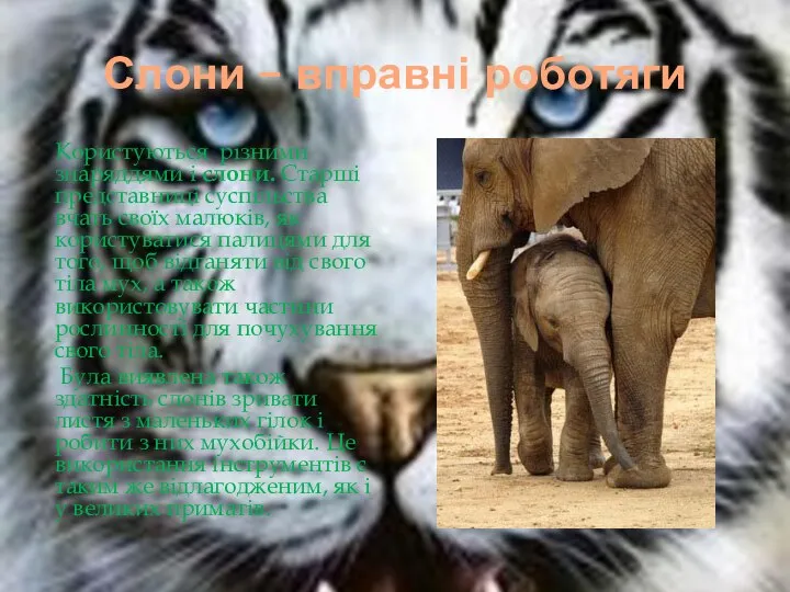 Слони – вправні роботяги Користуються різними знаряддями і слони. Старші представниці