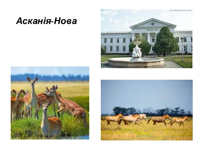 Асканія-Нова