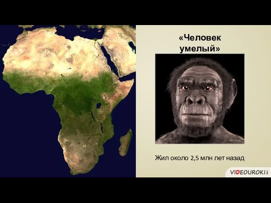 «Человек умелый» Жил около 2,5 млн лет назад