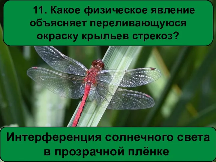 11. Какое физическое явление объясняет переливающуюся окраску крыльев стрекоз? Интерференция солнечного света в прозрачной плёнке