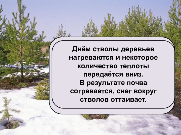 Признаки наступившей весны – проталины, которые чаще всего образуются возле деревьев