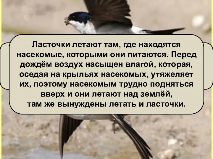 Ласточки летают над самой землёй – будет дождь. Всем известна эта